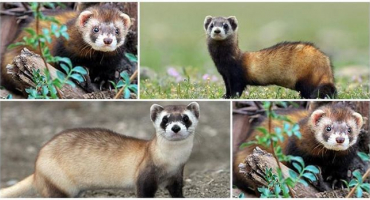 Popis a poddruhy stepních fretek, stanoviště a údržba domu